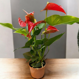 Anthurium Rojo