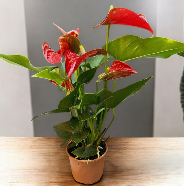 Anthurium Rojo