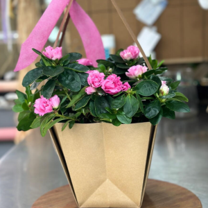 Azaleas rosadas