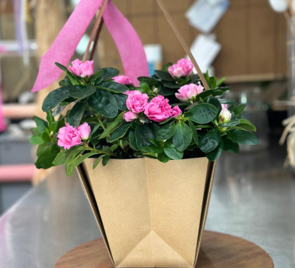 Azaleas rosadas