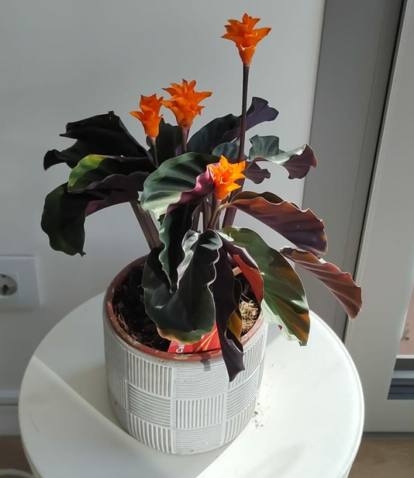 Calathea crocata