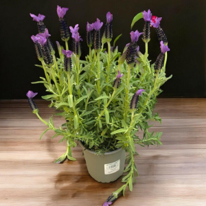 Lavanda Francesa