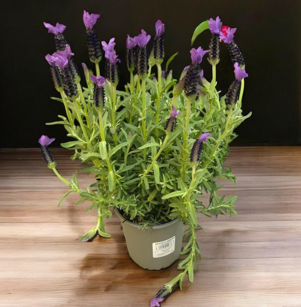 Lavanda Francesa