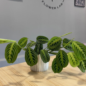 Maranta