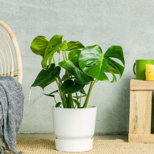 Monstera