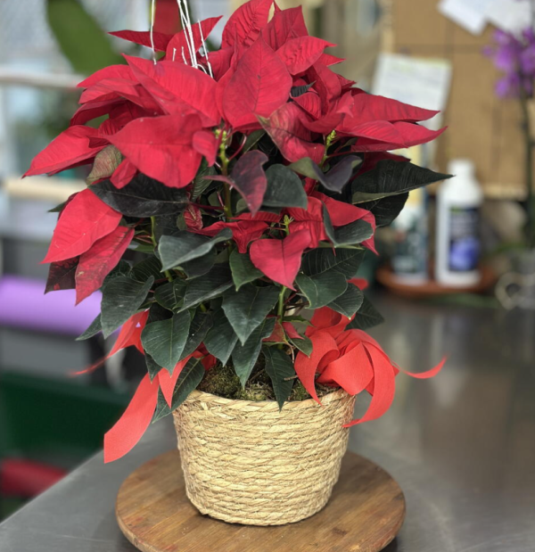 Navidad