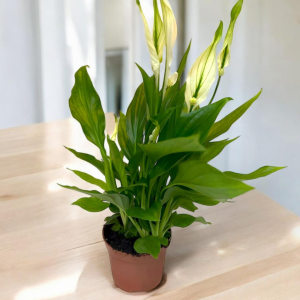 Spathiphyllum