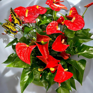 Taza mas planta natural anthurium