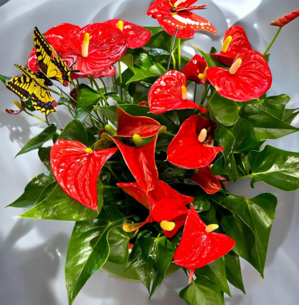 Taza mas planta natural anthurium