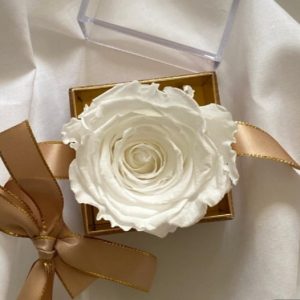 Rosa blanca en una caja