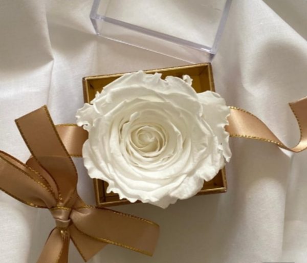 Rosa blanca en una caja