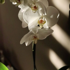 Orquidea "encanto"
