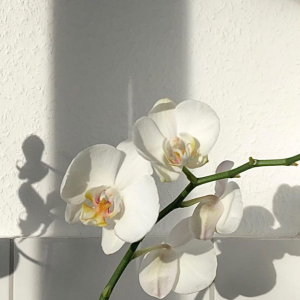 Orquideas blancas