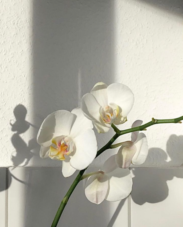 Orquideas blancas